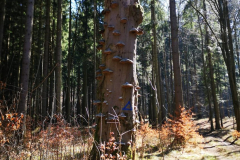 IMG-20250324-WA0014