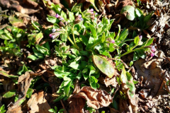 IMG-20250324-WA0059